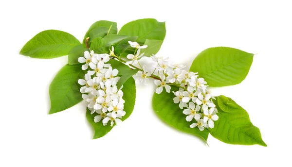 Prunus padus, známý jako ptačí třešeň, hackberry, hagberry nebo Mayday strom. Květiny. Izolované na bílém pozadí — Stock fotografie