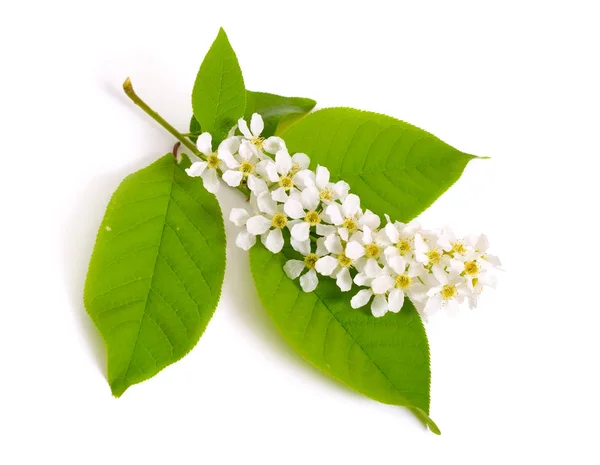 Prunus padus, conosciuto come uccello ciliegio, hackberry, hagberry, o albero Mayday. Fiori. Isolato su sfondo bianco — Foto Stock