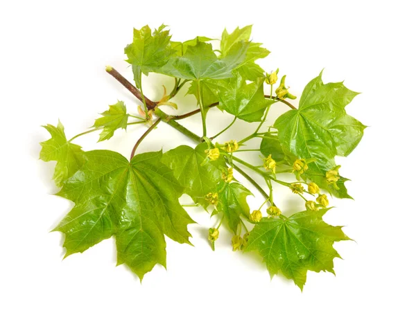 Kvetoucí Acer nebo javor. Izolované na bílém pozadí — Stock fotografie