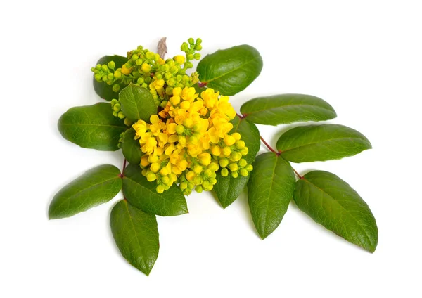 Galho florido Mahonia isolado sobre fundo branco — Fotografia de Stock