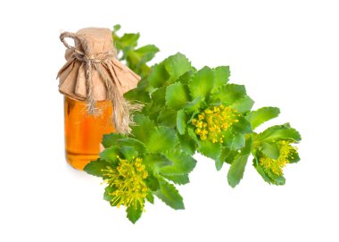 Rhodiola rosea veya altın kök, gül kökü, gül kökü, Aaron's çubuk, Arktik kök, kral taç, lignum rodyum, orpin gül