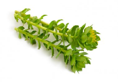 Rhodiola rosea veya altın kök, gül kökü, roseroot, Aarons çubuk, Arktik kök, krallar taç, lignum rodyum, orpin gül