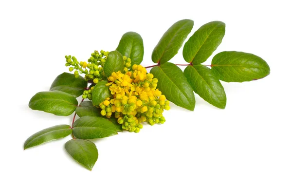 Galho florido Mahonia isolado sobre fundo branco — Fotografia de Stock