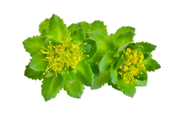 Rhodiola rosea o raíz dorada, raíz de rosa, roseroot, varilla de Aarones, raíz ártica, corona de reyes, rodio del lignum, rosa del orpin — Foto de Stock