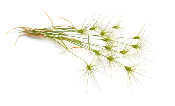 Aegilops ou chèvres isolés sur fond blanc — Photo