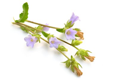 Beyaz arka plan üzerinde izole çiçekli mavi campanula