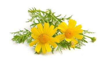 Cota ağacı, altın marguerite, sarı papatya veya oxeye papatya. İzole
