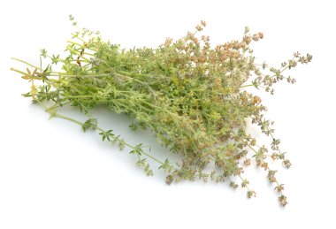 Galium humifusum veya yayılan bedstraw beyaz izole