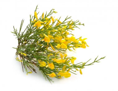 Genista korsika çiçekleri beyaz arka plan üzerinde izole