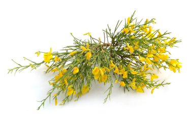Genista korsika çiçekleri beyaz arka plan üzerinde izole