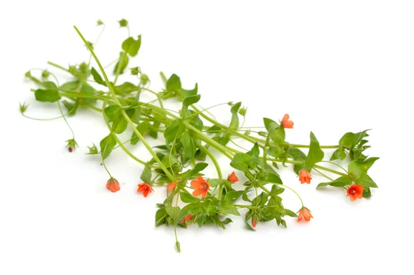 Anagallis, commonly called pimpernel and perhaps best known for the scarlet pimpernel. Isolated — Stock Photo, Image