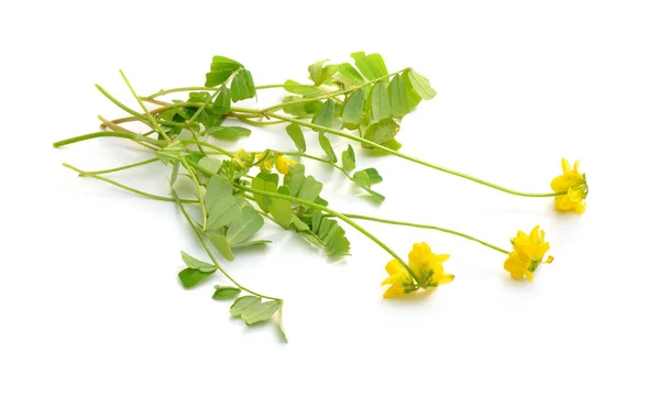 Fiori di coronilla gialli. Isolato su sfondo bianco — Foto Stock