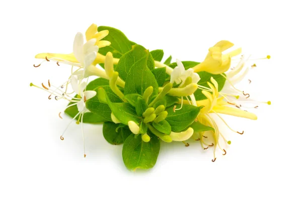 Lonicera japonica, известный как японская жимолость и золотисто-серебряная жимолость. Изолированные на белом — стоковое фото