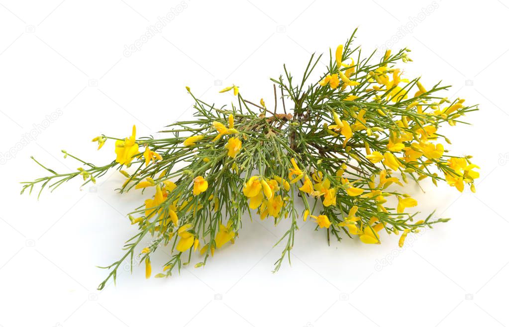 Genista corsica flowers isolated on white background