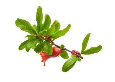 Beyaz arka planda izole Pumeca granatum veya nar çiçekleri