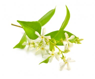 Beyaz Yasemin veya Jasminum çiçekleri. beyaz arka plan üzerinde izole