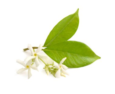 Beyaz Yasemin veya Jasminum çiçekleri. beyaz arka plan üzerinde izole