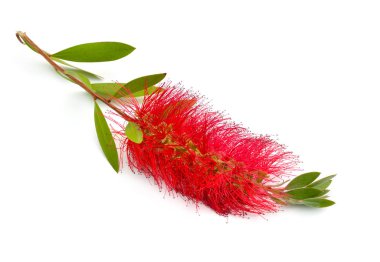 Flowering red Melaleuca, paperbarks, honey-myrtles or tea-tree, bottlebrush. Isolated on white background clipart