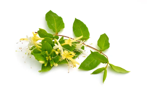 Lonicera japonica, bekannt als japanisches Geißblatt und Gold- und Silbergeißblatt. isoliert auf weiß — Stockfoto