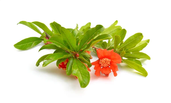 Fleurs de Pumeca granatum ou grenade isolées sur fond blanc — Photo