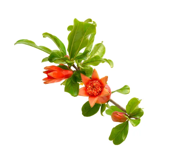 Blüten von Pumeca granatum oder Granatapfel isoliert auf weißem Hintergrund — Stockfoto