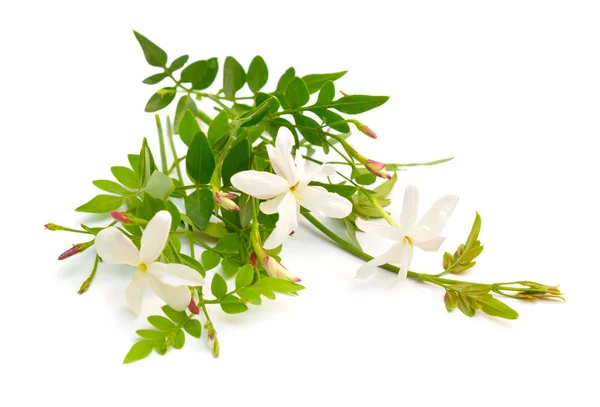 Fleurs blanches de Jasmin ou Jasminum. isolé sur fond blanc — Photo