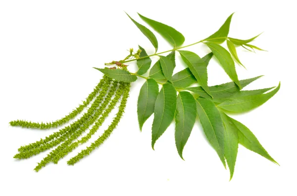 Juglans flores de árbol. Aislado sobre fondo blanco — Foto de Stock