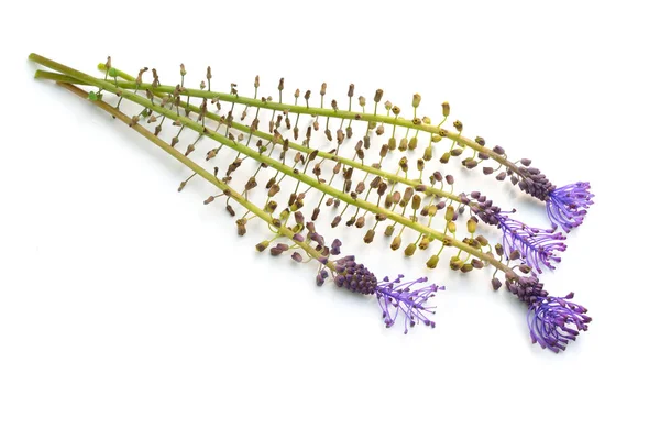 Leopoldia comosa ou Muscari comosum, jacinto de borla ou jacinto de uva de borla, jacintos de uva. Isolados — Fotografia de Stock