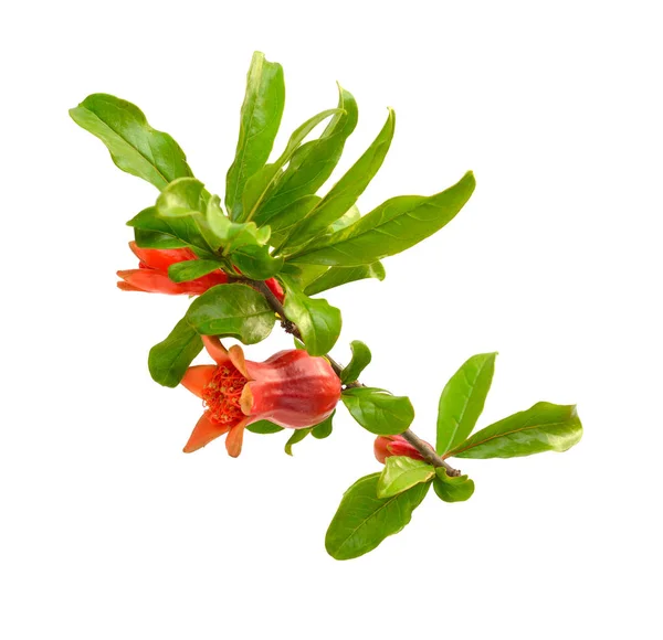 Flowers of Pumeca granatum or pomegranate isolated on white background — Stock Image Flowers of Pumeca granatum or pomegranate isolated on white background Stock Image