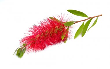 Flowering red Melaleuca, paperbarks, honey-myrtles or tea-tree, bottlebrush. Isolated on white background clipart