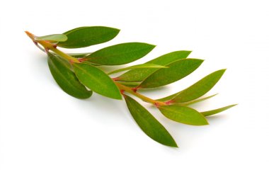 Twig of Melaleuca, paperbarks, honey-myrtles or tea-tree, bottlebrush. Isolated on white background clipart