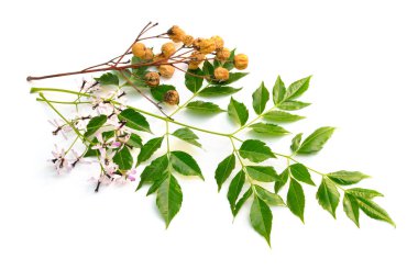 Melia azedarach, chinaberry ağacı, Hindistan'ın Gururu, boncuk ağacı, Leylaçayı Burnu, syringa berrytree, Farsça leylak