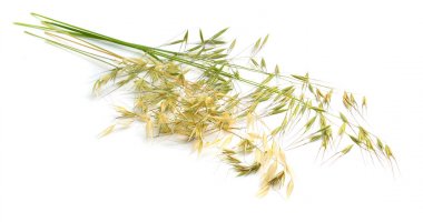 Avena fatua. yabani yulaf. Beyaz arka planda yalıtılmış