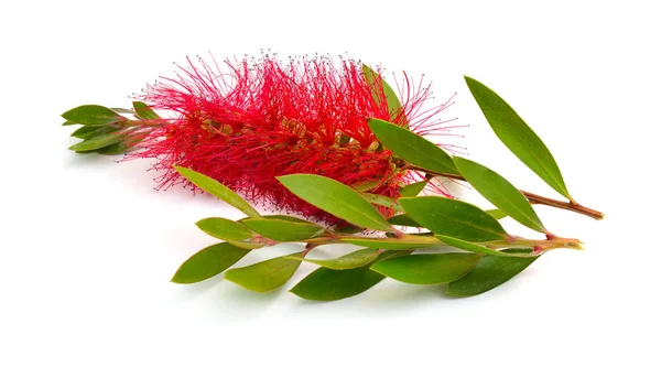 Melaleuca roja floreciente, cortezas de papel, mirtos de miel o árbol de té, cepillo de botella. Aislado sobre fondo blanco —  Fotos de Stock