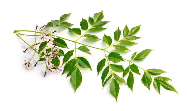 Melia azedarach, chinaberry tree, Orgoglio dell'India, perlina, Capo lilla, siringa berrytree, lilla persiana — Foto Stock