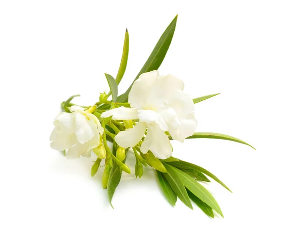 Nerium oleander blanc isolé sur fond blanc — Photo