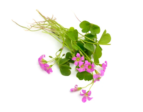 Rosa Oxalis corymbosa, Sauerampfer. isoliert auf weißem Hintergrund — Stockfoto