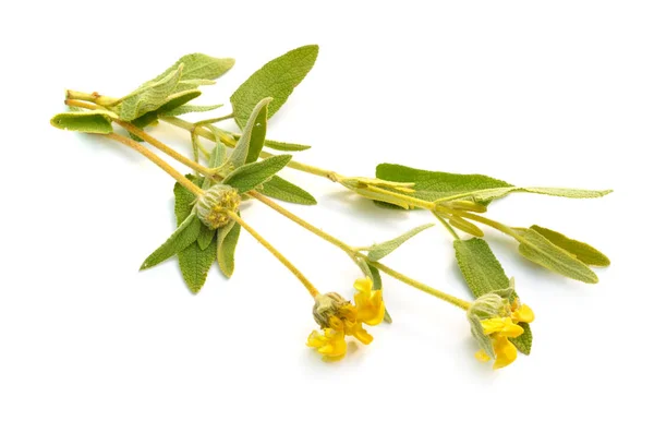 Phlomis fruticosa. Voorkomende namen zijn Jeruzalem Sage en lampwick plant. Geïsoleerd op witte achtergrond — Stockfoto