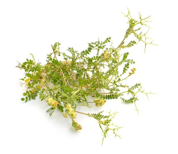 Sarcopoterium spinosum. В английском языке он известен как prickly, spiny, или тернистый бурнет. Изолированные на белом — стоковое фото