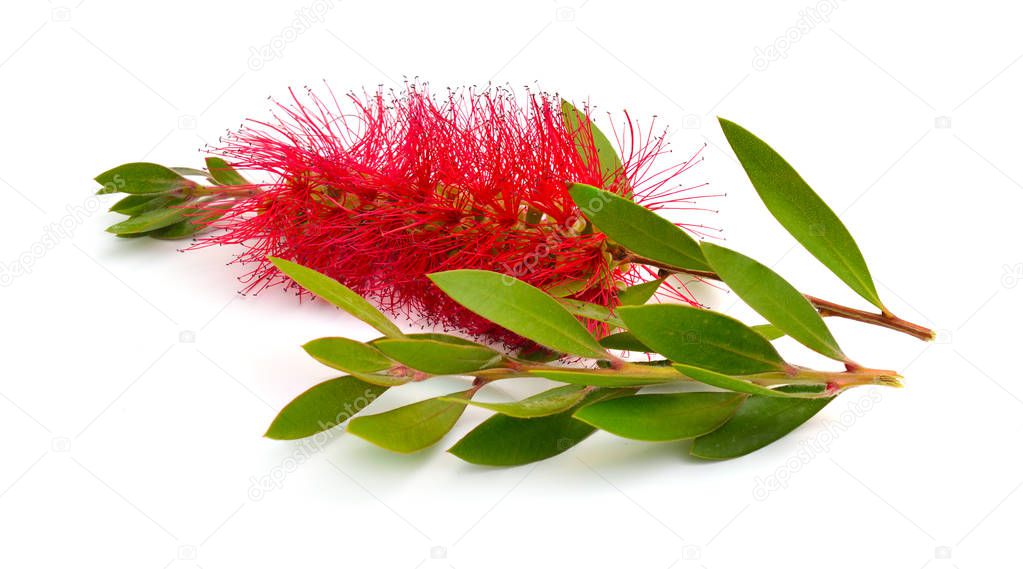 Flowering red Melaleuca, paperbarks, honey-myrtles or tea-tree, bottlebrush. Isolated on white background