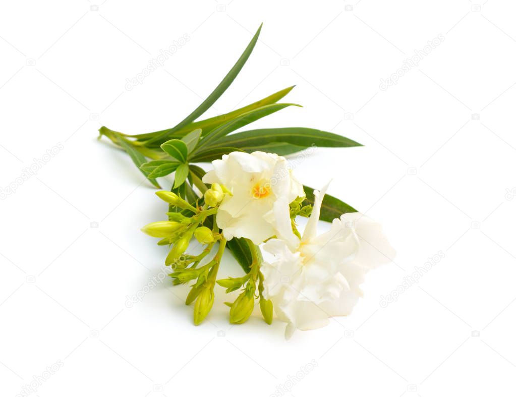 White Nerium oleander isolated on white background
