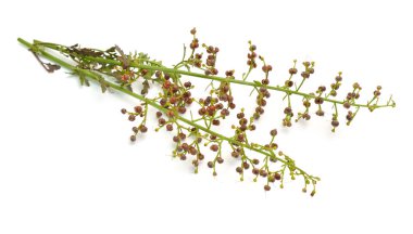 Scrophularia rupestris , figworts olarak bilinen, Beyaz arka plan üzerinde izole