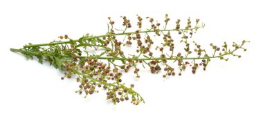 Scrophularia rupestris , figworts olarak bilinen, Beyaz arka plan üzerinde izole