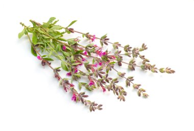 Teucrium veya germanders. Beyaz arka planda yalıtılmış
