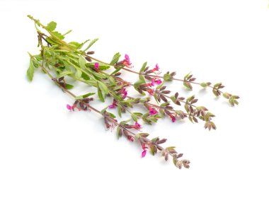 Teucrium veya germanders. Beyaz arka planda yalıtılmış