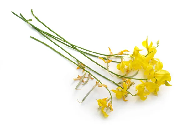 Spartium junceum, allmänt känd som spanska Broom eller Weaver ' s Broom. Isolerade — Stockfoto