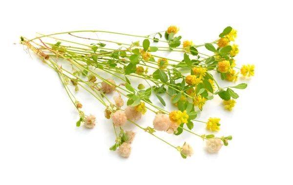 Klee- oder Kleeblatt-Trifolium. isoliert auf weißem Hintergrund — Stockfoto