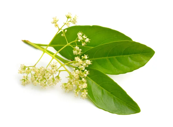 Viburnum odoratissimum, běžně známý jako sladký fialík. Izolované — Stock fotografie