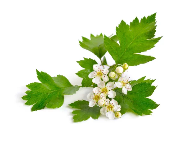 Çiçekli Crataegus, yaygın alıç, quickthorn, dikenli mayıs ağacı whitethorn veya hawberry denir. Beyaz üzerine izole — Stok fotoğraf