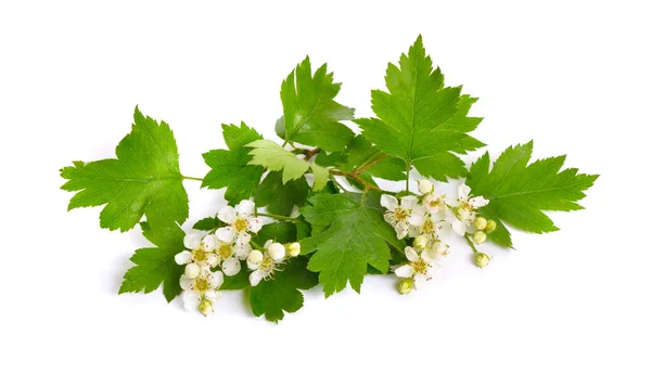Çiçekli Crataegus, yaygın alıç, quickthorn, dikenli mayıs ağacı whitethorn veya hawberry denir. Beyaz üzerine izole — Stok fotoğraf